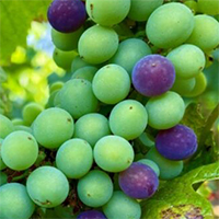 grapes_200
